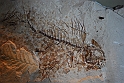 I Fossili di Bolca_25